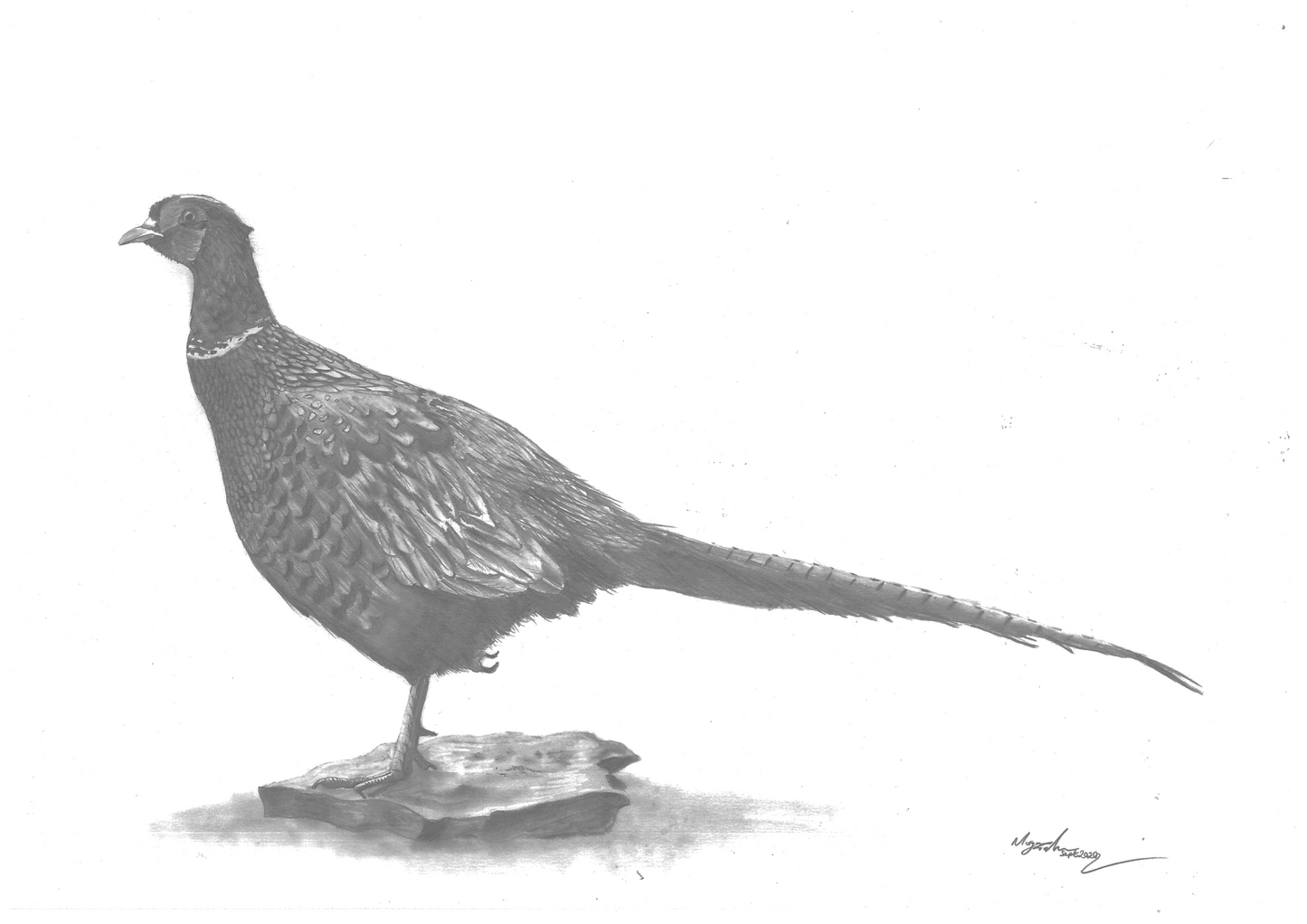 'The Pheasant'