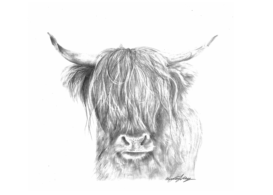 'The Highland Cow'