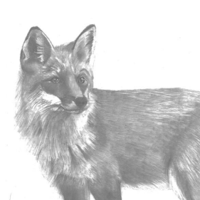 'The Fox'