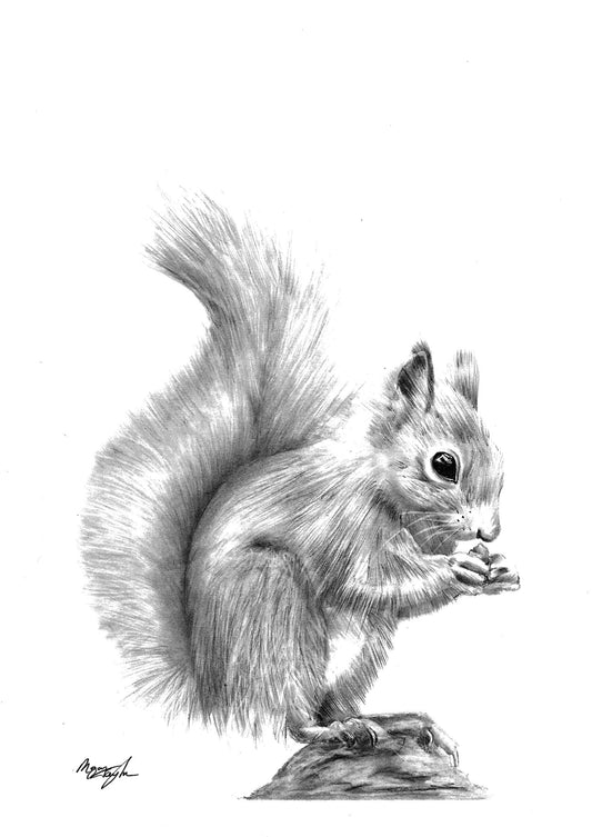 'The Squirrel'