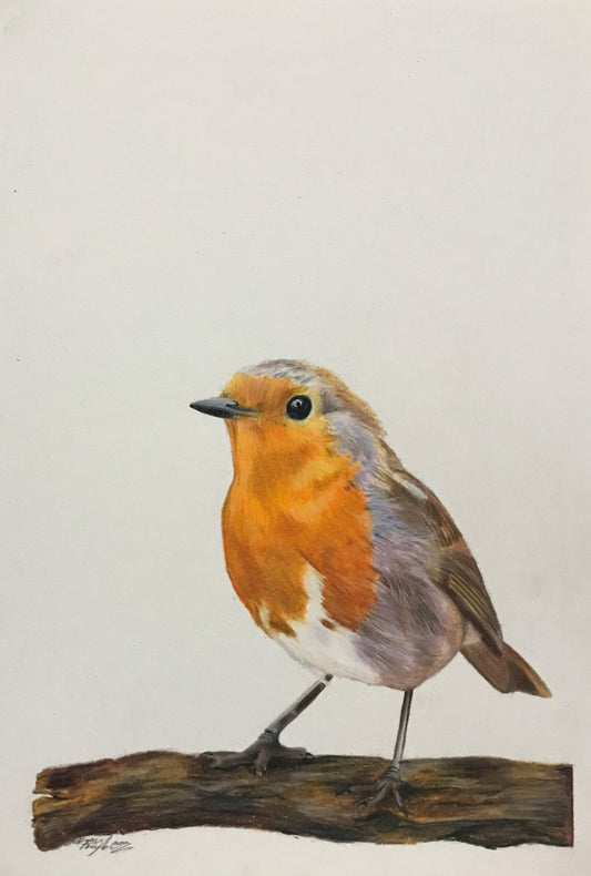 'Robin Red Breast'