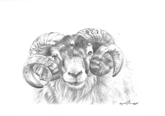 'The Ram'