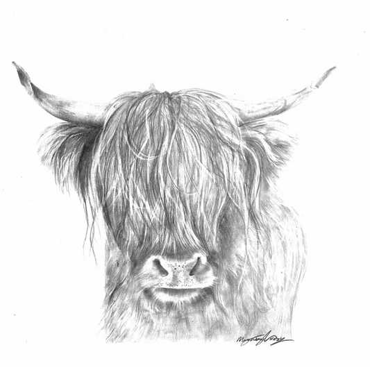 'The Highland Cow'