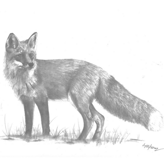 'The Fox'