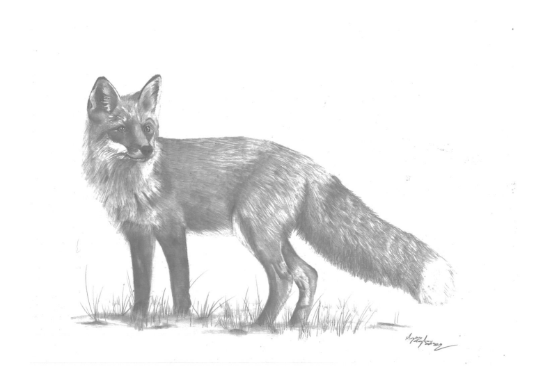 'The Fox'